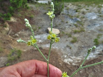 Eriogonum longifolium, photographed by Annika Lindqvist