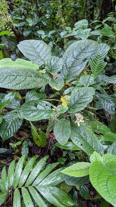Witheringia maculata, photographed by Jake Rehage