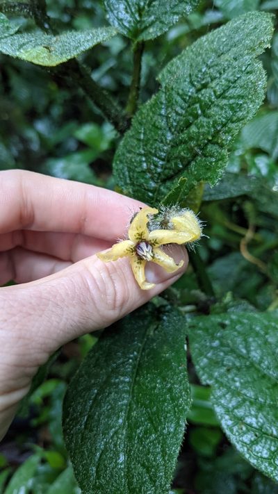 Witheringia maculata, photographed by Jake Rehage