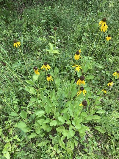 Rudbeckia alismifolia, photographed by John Michael