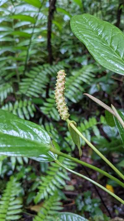 Anthurium microspadix, photographed by Jake Rehage