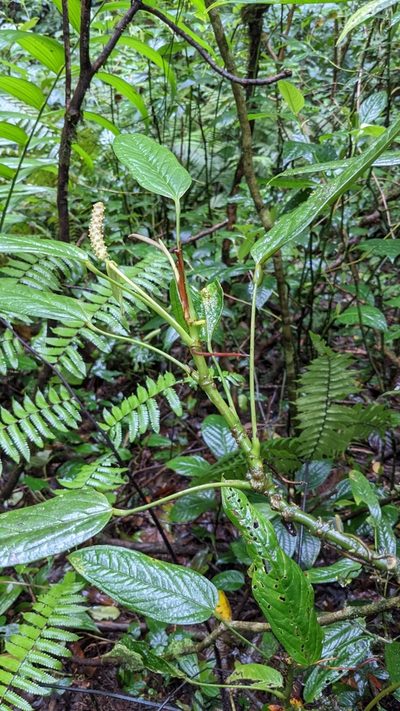 Anthurium microspadix, photographed by Jake Rehage