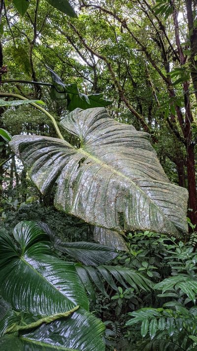 Philodendron thalassicum, photographed by Jake Rehage