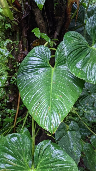 Philodendron thalassicum, photographed by Jake Rehage