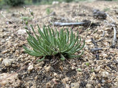 Phemeranthus parviflorus, photographed by Reid Hardin