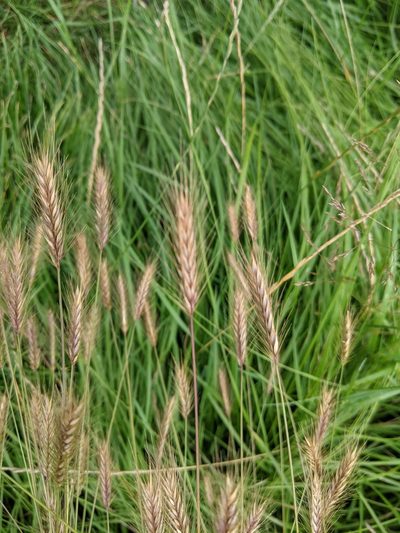 Hordeum secalinum, photographed by Piermario Maculan