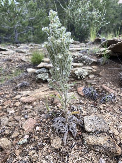 Oreocarya thyrsiflora, photographed by Reid Hardin