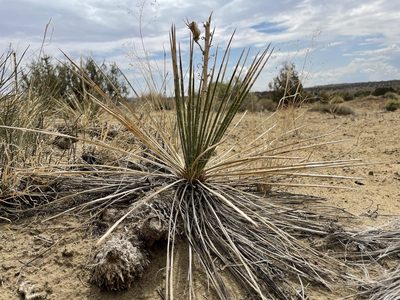 Yucca baileyi, photographed by Bobby McCabe