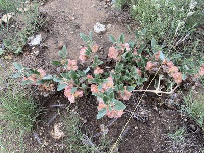 Abronia micrantha