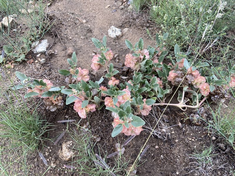 Abronia micrantha, photographed by Reid Hardin