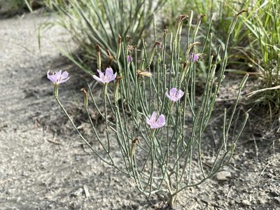 Lygodesmia juncea, photographed by Reid Hardin
