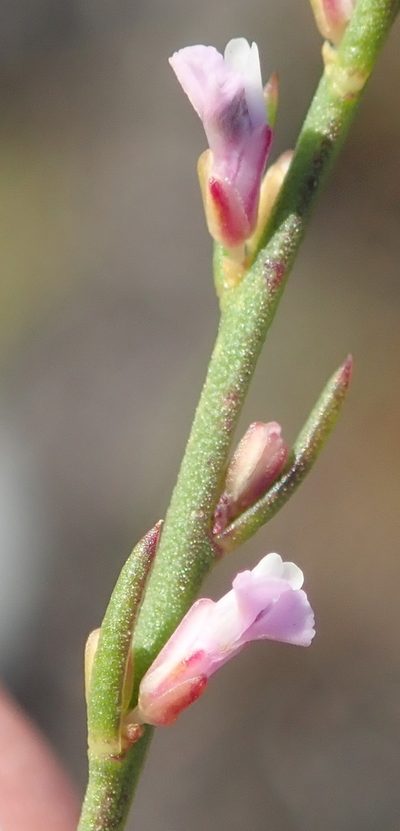 Muraltia leptorhiza, photographed by Nicola van Berkel