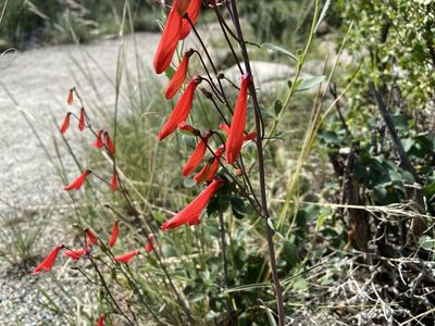 Penstemon barbatus, photographed by Reid Hardin