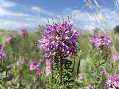 Cleomella serrulata, photographed by Reid Hardin
