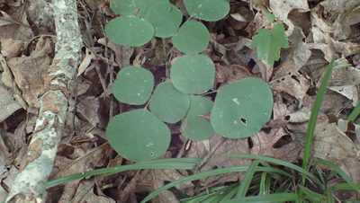 Desmodium rotundifolium, photographed by John Abrams