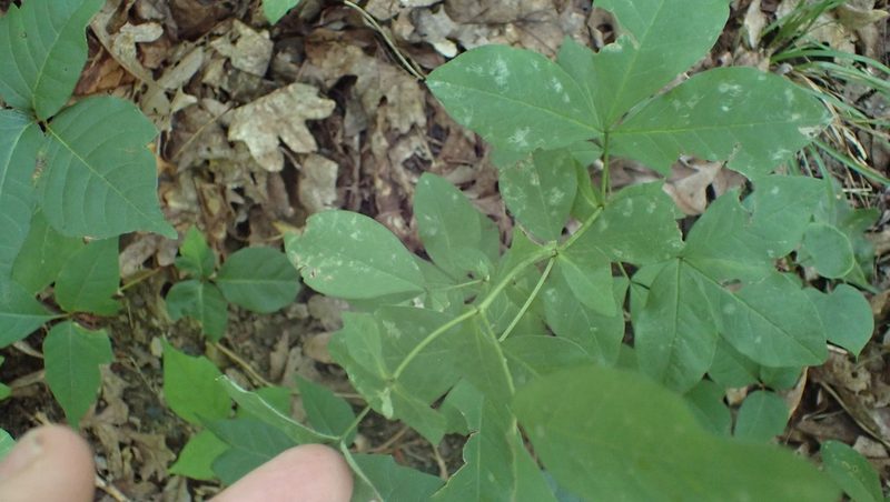 Thermopsis villosa, photographed by John Abrams