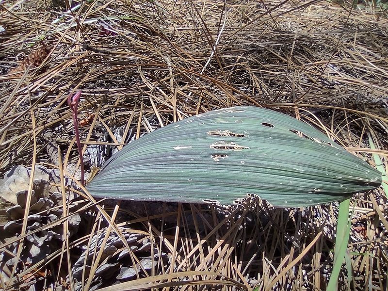 Bletia gracilis, photographed by Sandino Guerrero