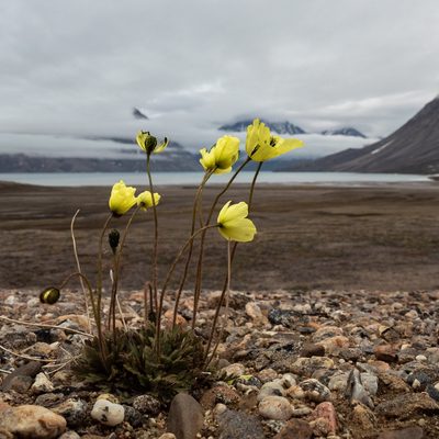 Oreomecon radicata, photographed by Piotr Lukasik