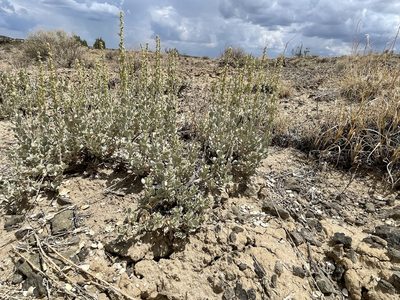 Atriplex obovata, photographed by Bobby McCabe
