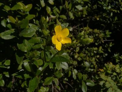 Ranunculus cortusifolius, photographed by Daniel Cahen
