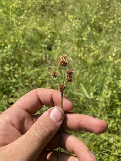 Juncus acuminatus, photographed by John Michael