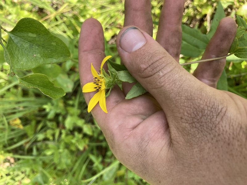 Helianthus strumosus, photographed by John Michael