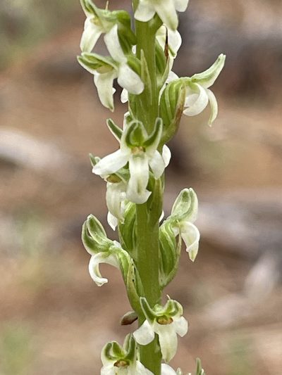 Platanthera yadonii, photographed by Irene