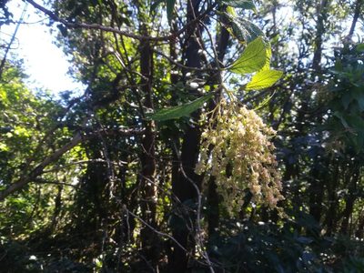 Gesnouinia arborea, photographed by Daniel Cahen