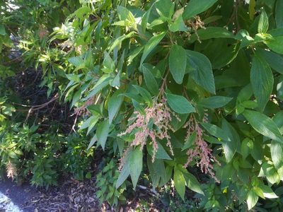 Gesnouinia arborea, photographed by Daniel Cahen