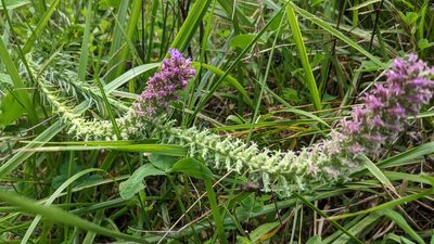 Liatris pycnostachya, photographed by john_hall
