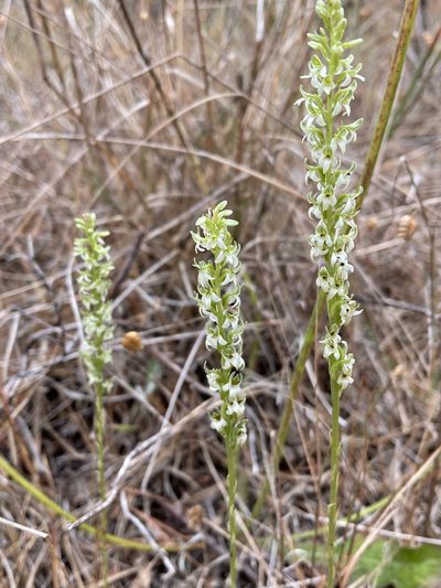 Platanthera yadonii, photographed by Irene
