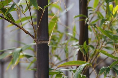 Phyllostachys nigra, photographed by harum.koh