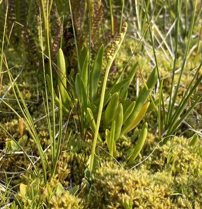 Botrychium simplex, photographed by Matt Berger