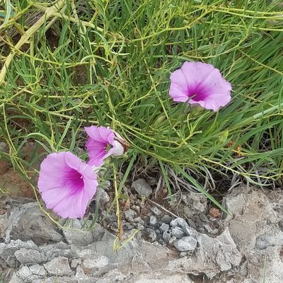 Ipomoea leptophylla, photographed by RJ Baltierra