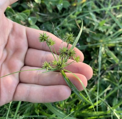 Cyperus croceus, photographed by natalie
