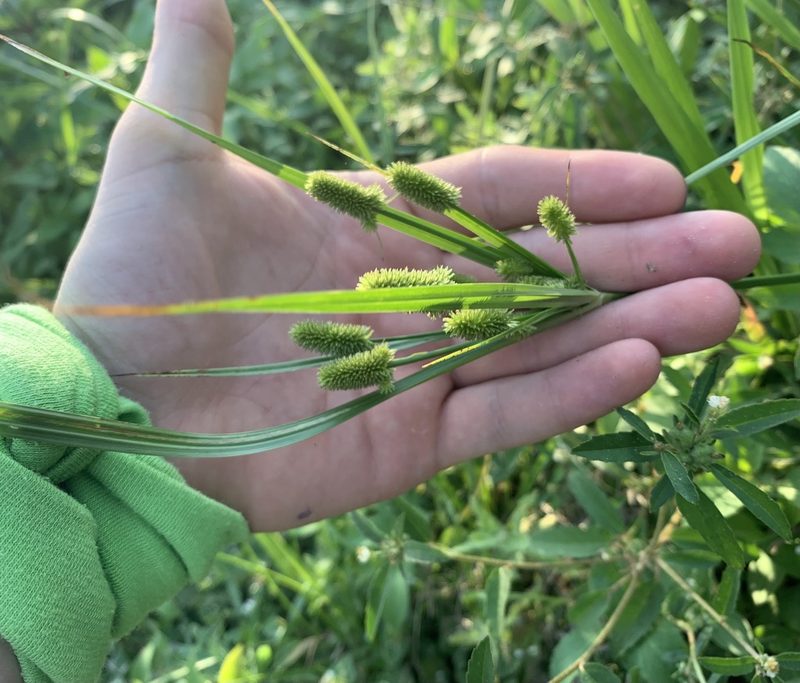 Cyperus ovatus, photographed by natalie