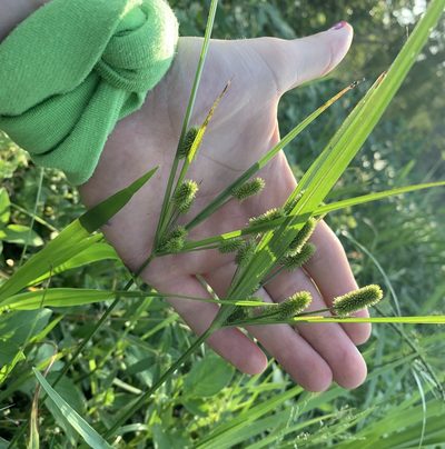 Cyperus ovatus, photographed by natalie
