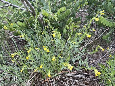 Lithospermum multiflorum, photographed by Robbie Hannawacker