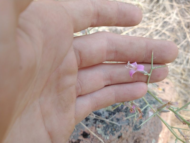 Pleiacanthus spinosus, photographed by Drew Meyer