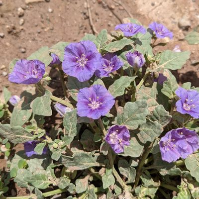 Quincula lobata, photographed by Dominic Gentilcore