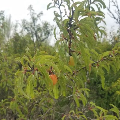 Prunus angustifolia, photographed by RJ Baltierra