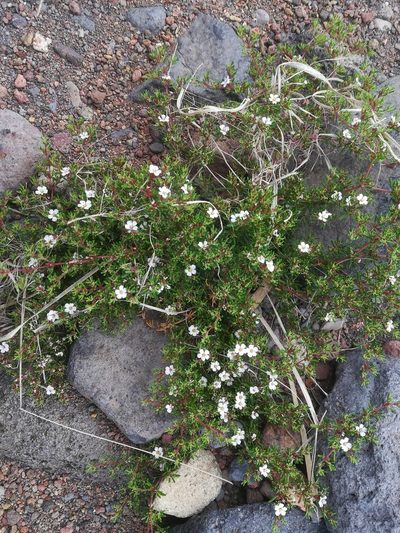 Frankenia ericifolia, photographed by Daniel Cahen