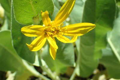 Wyethia mollis, photographed by Steve Woodward