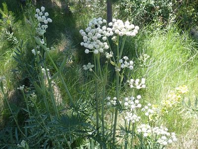 Angelica capitellata, photographed by Steve Woodward