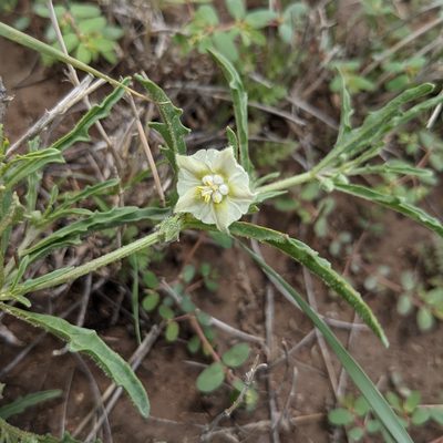 Chamaesaracha coronopus, photographed by Dominic Gentilcore