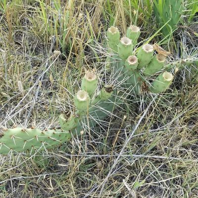 Opuntia cymochila, photographed by RJ Baltierra