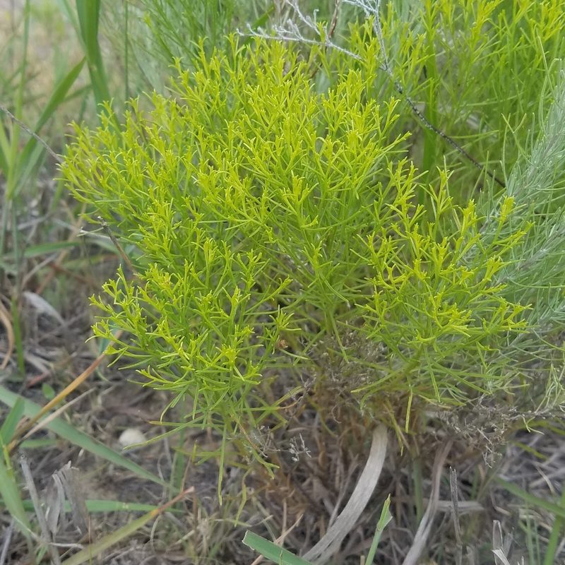 Gutierrezia sphaerocephala, photographed by RJ Baltierra