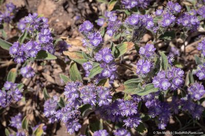 Phacelia humilis, photographed by Tim Messick