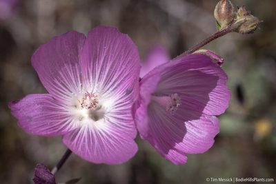 Sidalcea multifida, photographed by Tim Messick
