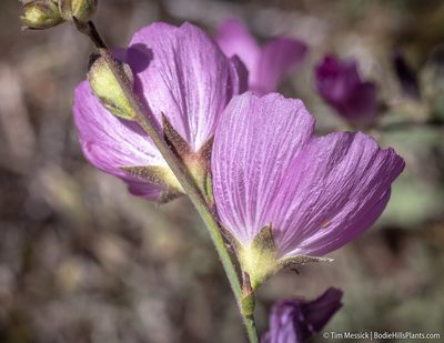 Sidalcea multifida, photographed by Tim Messick